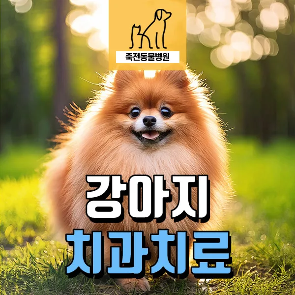 강아지 프로브 검사, 치주 질환 진단 핵심 2026