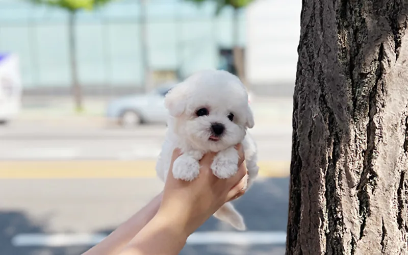 2026년 미니비숑 입양 비용과 건강한 반려견 찾는 방법 2