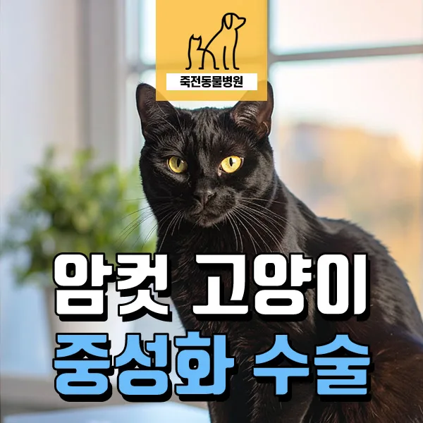 암컷 고양이 중성화 시기 및 비용 2026: 강아지와의 차이점 완벽 분석
