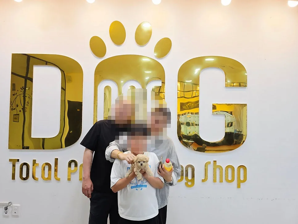 세종시 강아지분양 2026년 — 11년 전문점 토이푸들 입양 후기 3