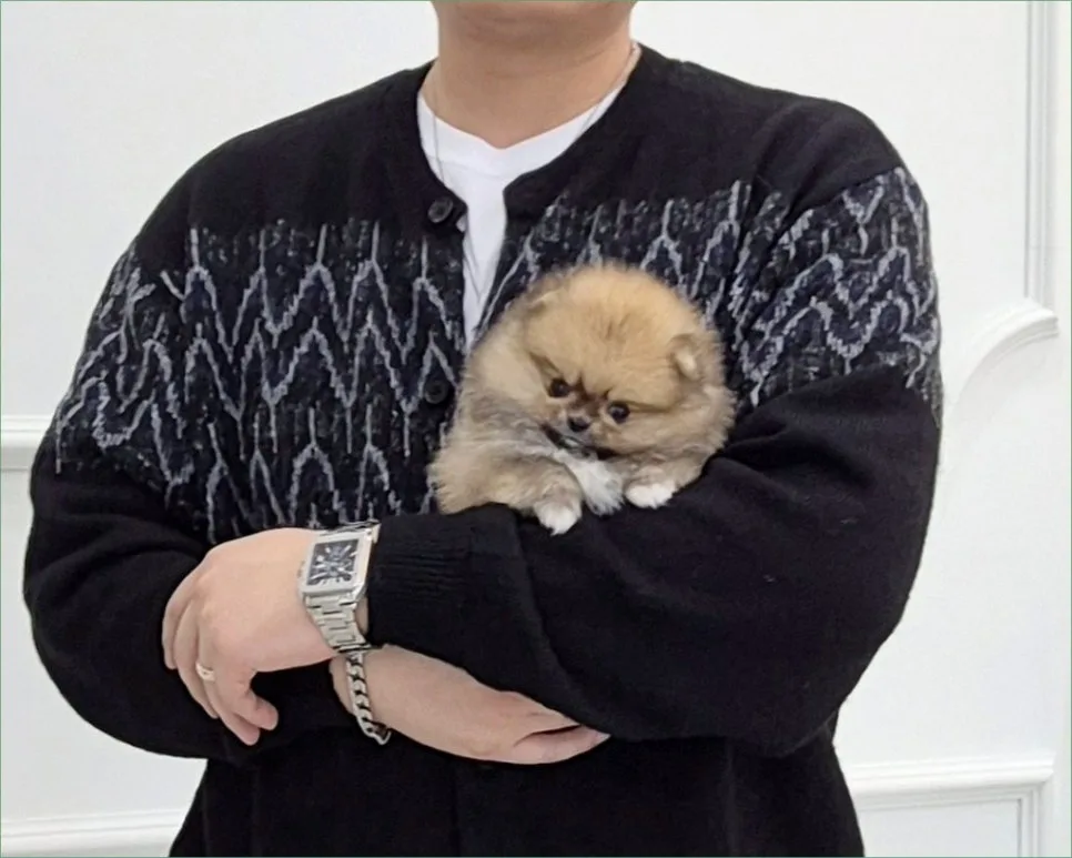 천안 강아지 분양 2026: 건강 확인과 올바른 입양 후 관리법 2