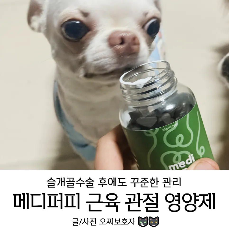 슬개골 수술 후 강아지 영양제, 메디퍼피 액티브 M 관리법 2026