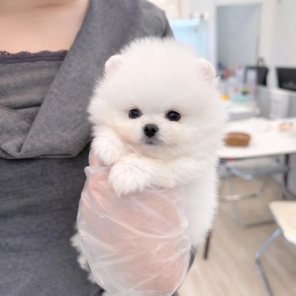 화이트 포메라니안 분양 2026: 눈처럼 하얀 매력 찾는 법 2