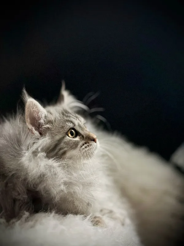 양평 메인쿤 분양 2026: 건강한 고양이 선택 가이드