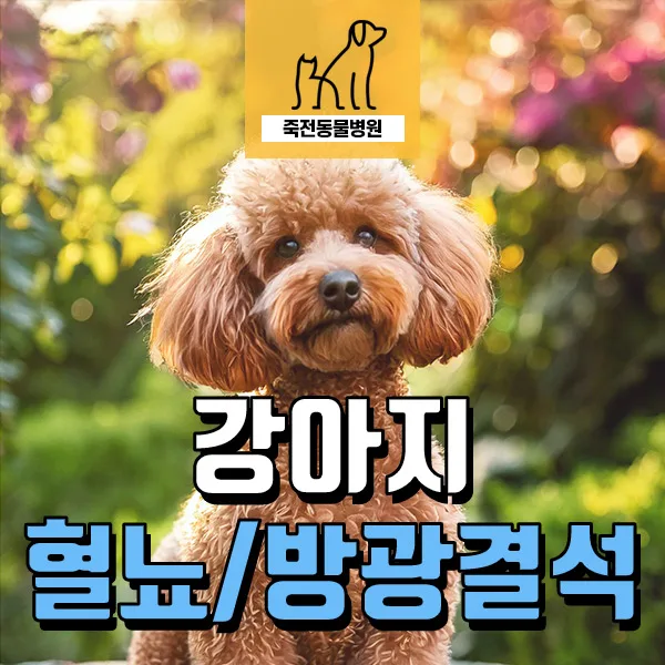 강아지 혈뇨와 방광 결석, 수술 후 관리법 2026년 총정리
