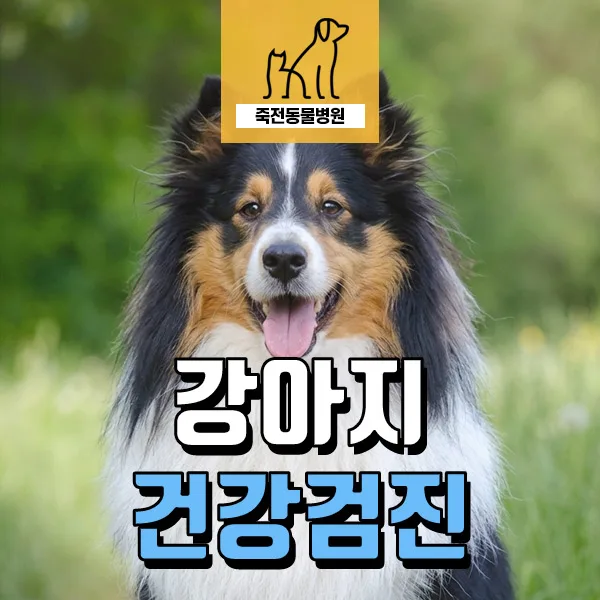 12살 노령견 건강검진: 백내장, 척추 유합, 담낭 질환 진단과 관리 2026