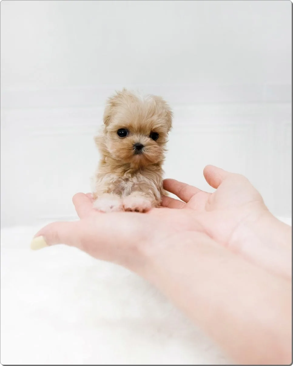 양천구 강아지 고양이 분양 2026: 건강한 반려가족 찾는 법