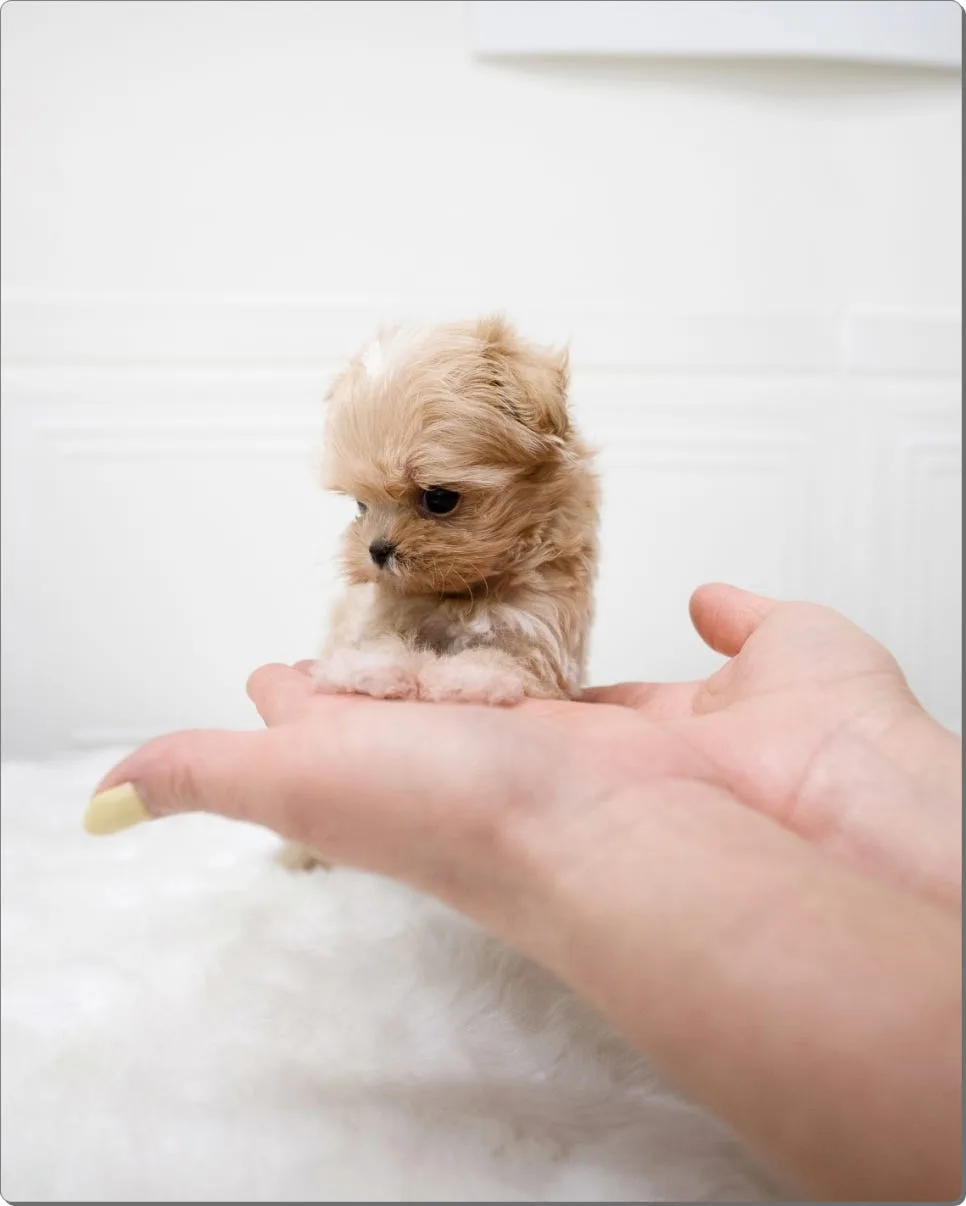 양천구 강아지 고양이 분양 2026: 건강한 반려가족 찾는 법 2