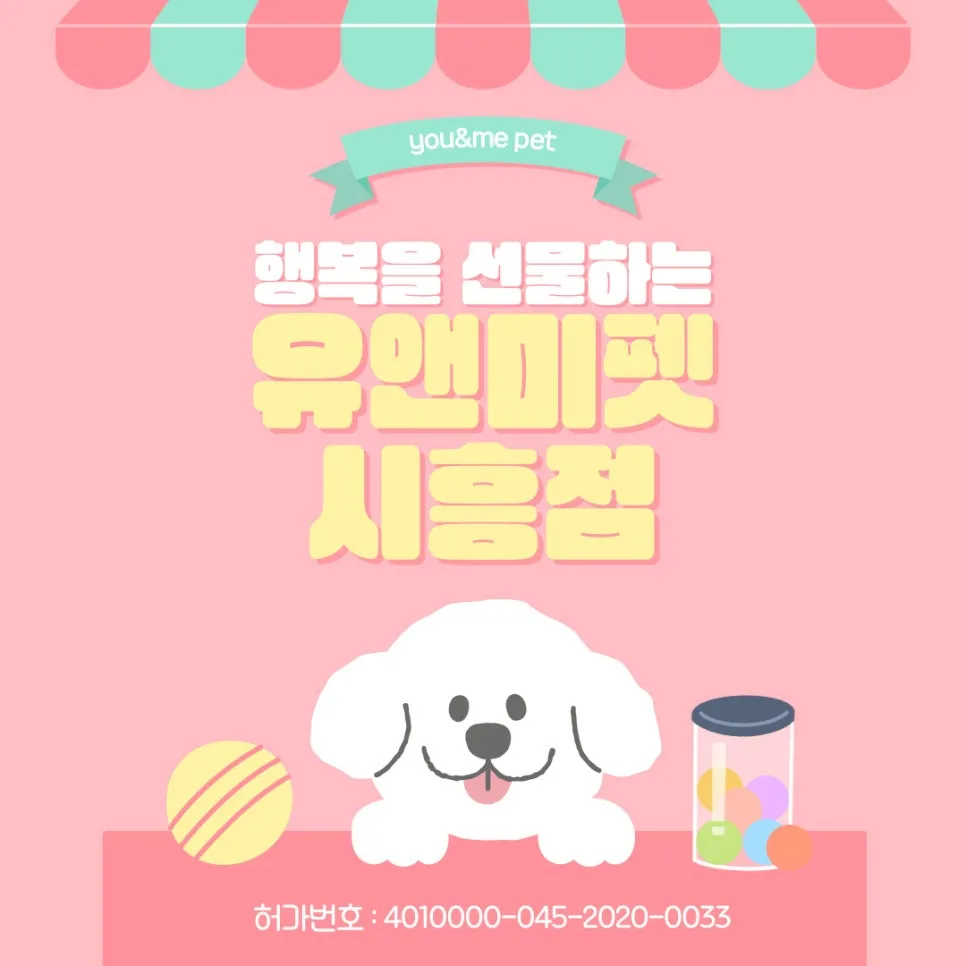 부천 브리티시숏헤어 분양 2026: 유앤미펫 경험자 후기 및 초보집사 가이드