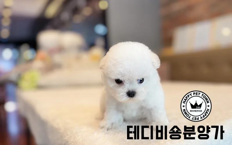테디비숑 분양가 현실적인 가격과 후회 없는 선택 가이드 2026 2