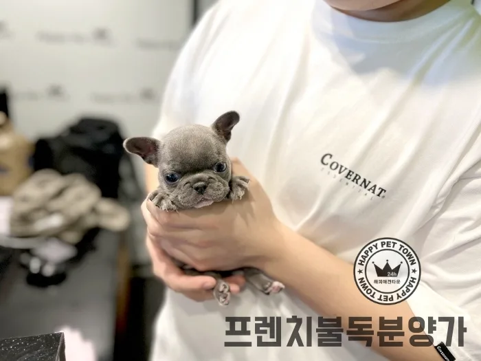 프렌치불독 분양가 2026년 현실적 비용과 입양 준비 가이드 3