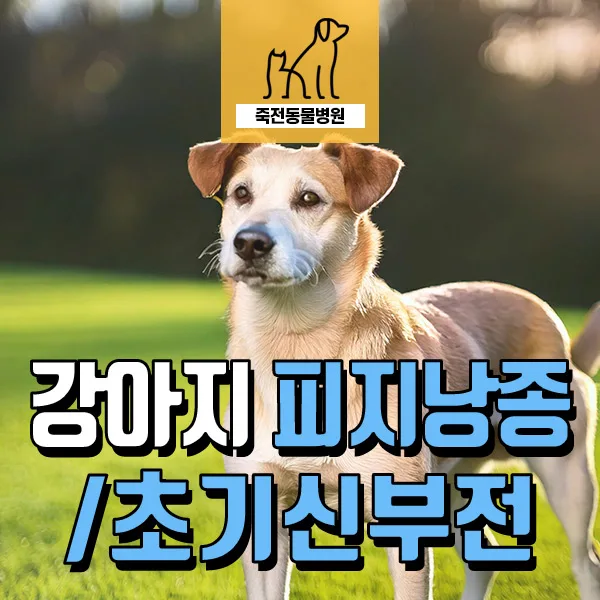 강아지 피지 낭종, 초기 신부전 진단과 치료법 2026년 총정리