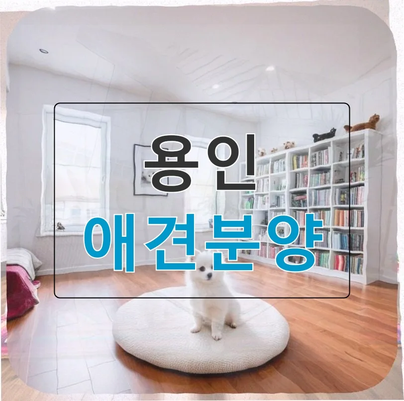 용인 애견분양 카페 후기: 소심한 포메라니안 입양 결정 2026