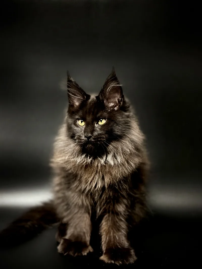 Ragdoll Cat Adoption in Seongdong: Expert Guide 2026