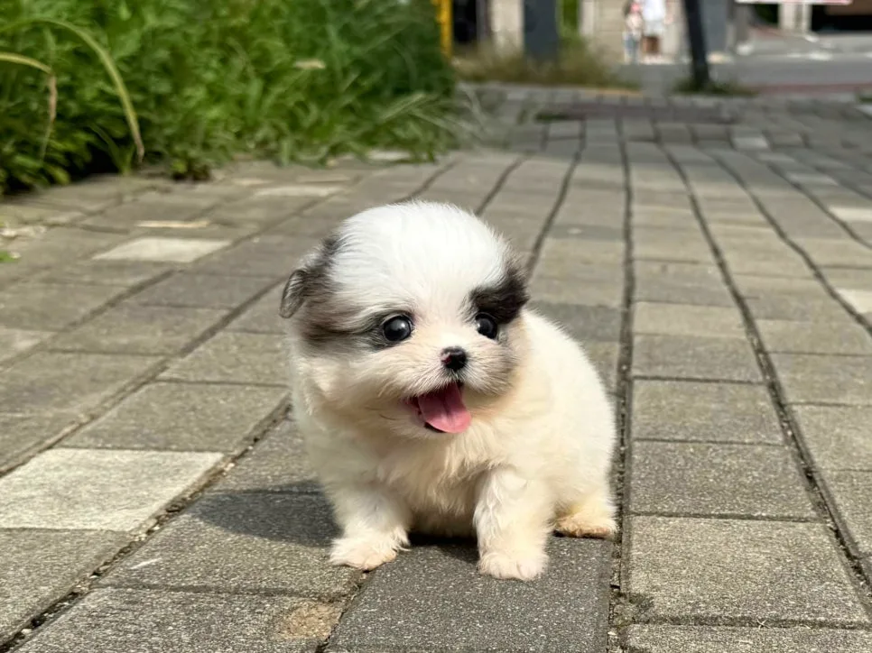 김포 애견분양 2026: 건강·환경·상담 기준 5가지 비교