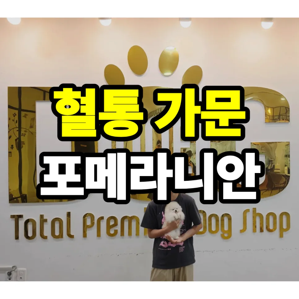 세종시 강아지 분양, 말티푸·포메라니안 입양 성공 후기 2026