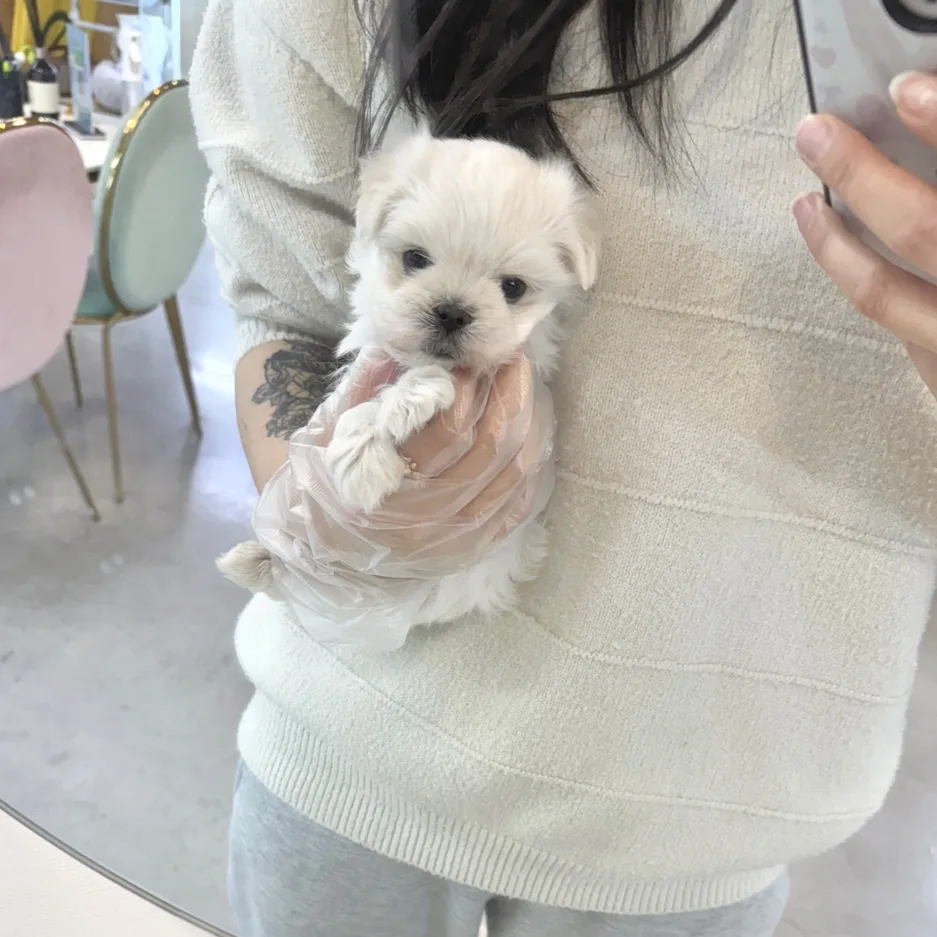 강릉 말티즈 분양 2026: 건강한 반려견 선택 가이드 2