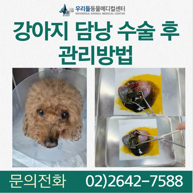 7살 강아지 담낭점액종 수술 후 관리법 2026년 총정리