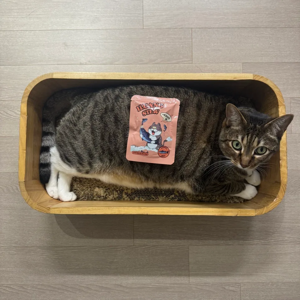 이루앙 고양이 습식사료 연어 워터스튜, 급여 후기 2026
