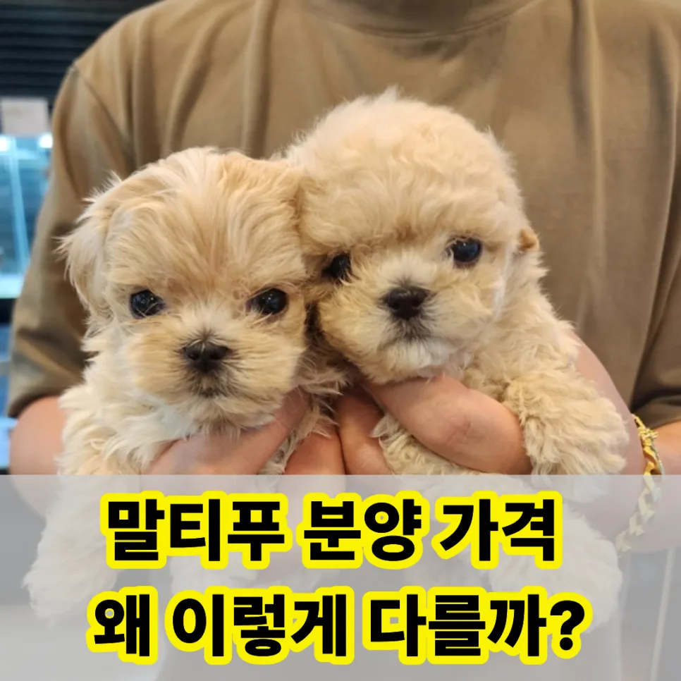 세종 말티푸 분양 가격 차이 2026년, 3가지 핵심 요인과 상담 후기