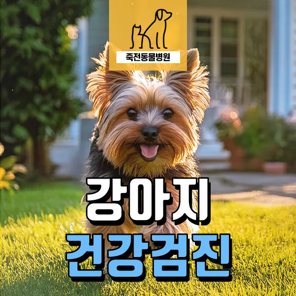 노령견 건강검진 필수 항목과 관리법 2026년 최신 가이드