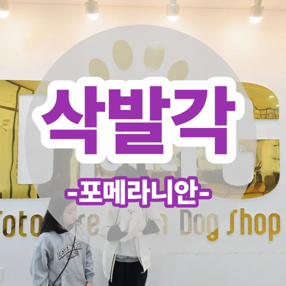 포메라니안 분양, 이탈리아 여행 후기 기반 결정 2026