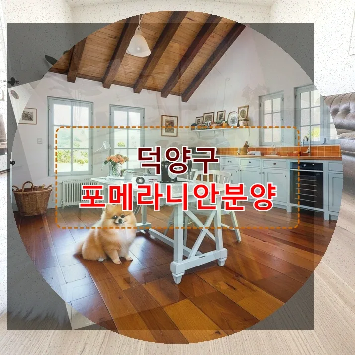덕양구 포메라니안 분양 2026: 건강한 반려견 선택 가이드
