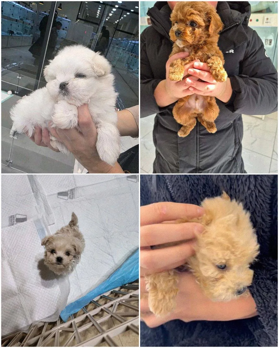 수원 강아지 분양 2026: 건강 최우선! 전문가가 알려주는 선택 가이드