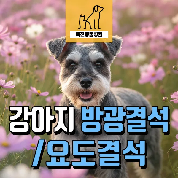강아지 방광결석 수술, 미루면 위험한 이유와 응급 요도 폐쇄 사례 2026