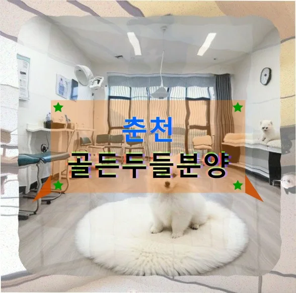 골든두들 분양 준비: 해외여행 앞둔 2주간의 철저한 계획 2026