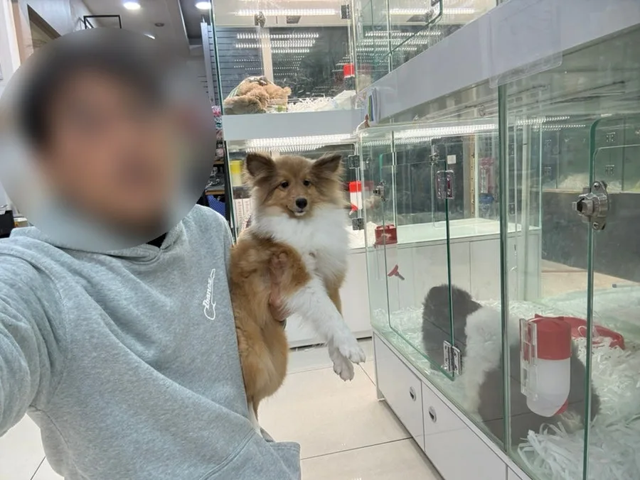 미니 셔틀랜드 쉽독 분양 2026: 건강한 셀티 입양 가이드