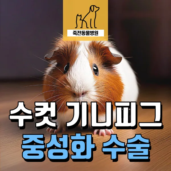 수컷 기니피그 중성화 수술, 2026년 최신 과정 및 주의점 총정리