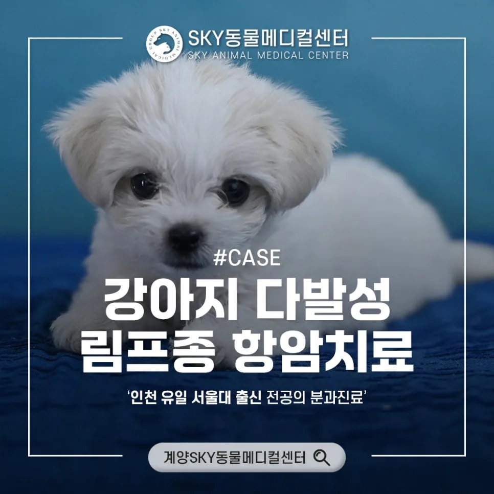 강아지 림프종 항암 치료, 인천 전문 병원 선택 가이드 2026