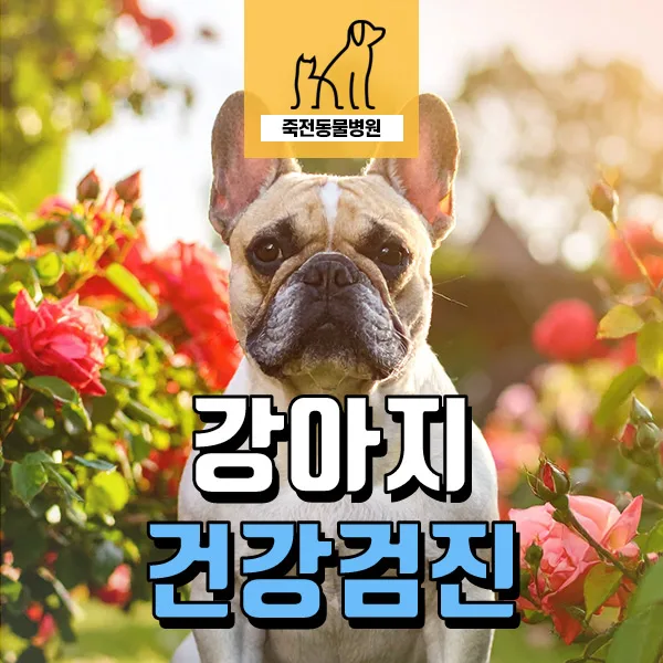 강아지 사료 거부 원인? 위 이물부터 쿠싱 의심까지 진단 2026