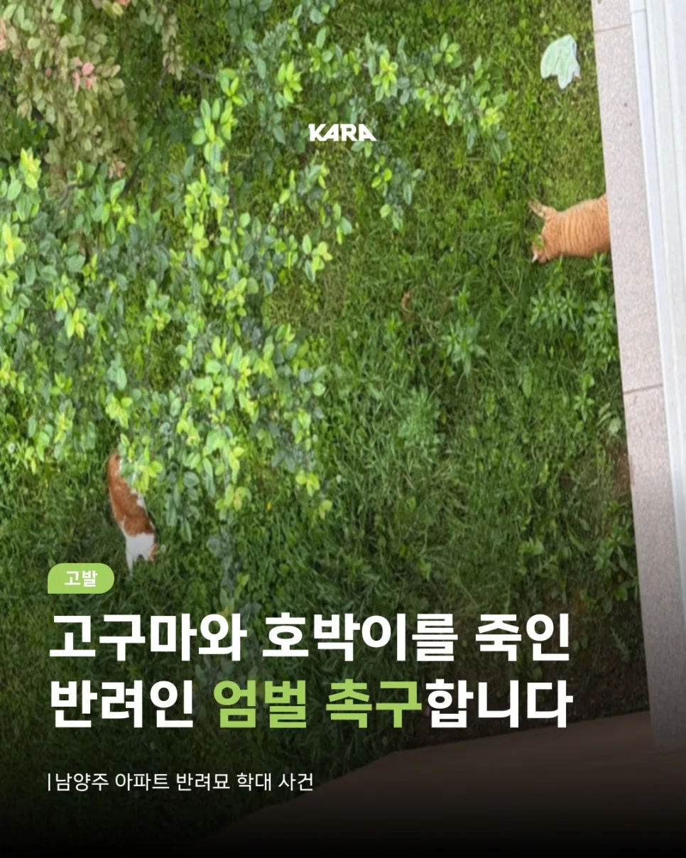 고양이 학대 사건 2026: 고구마·호박이 죽음의 진실과 엄벌 촉구