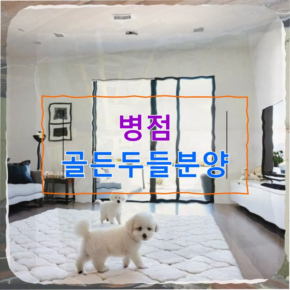 병점 골든두들 분양: 피부병 극복 후기 및 브리더 케어 2026