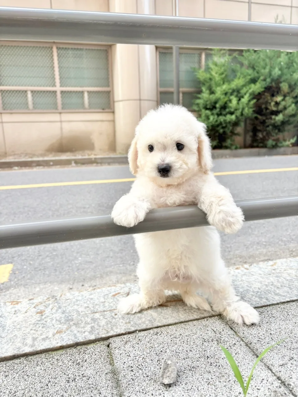 꼬똥 드 툴레아 분양: 한남동 강아지 입양 가이드 2026 2