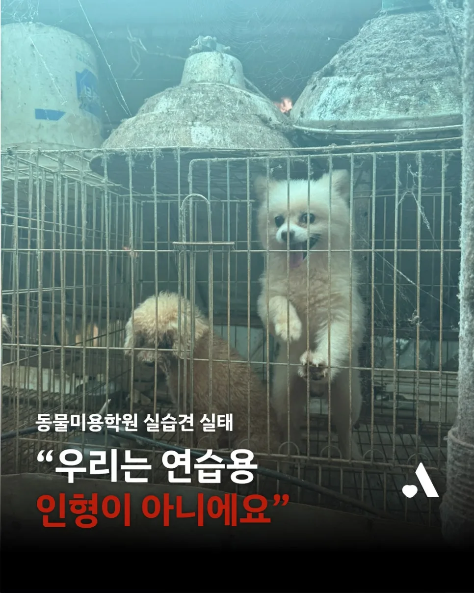 동물미용학원 실습견, 학대 실태와 개선 방안 2026년 총정리
