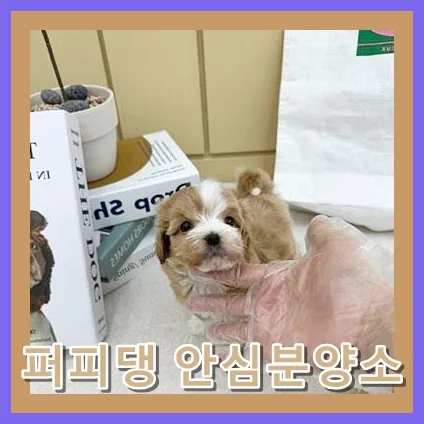 Responsible Dog Adoption in Jincheon: Your 2026 Guide