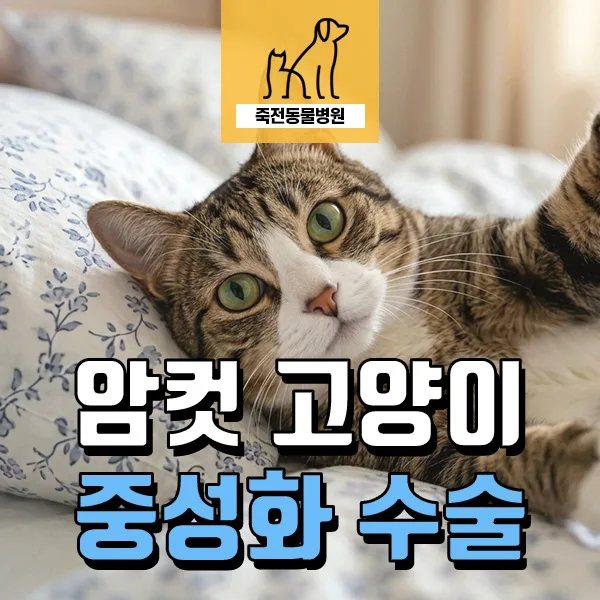 암컷 고양이 발정 시기 및 중성화 장점 2026년 총정리