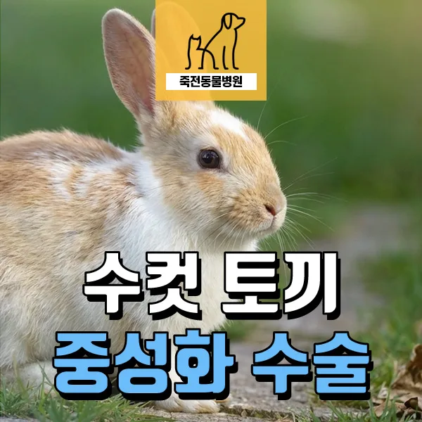 10살 토끼 고환 비대, 중성화 수술 필요성 2026년 총정리