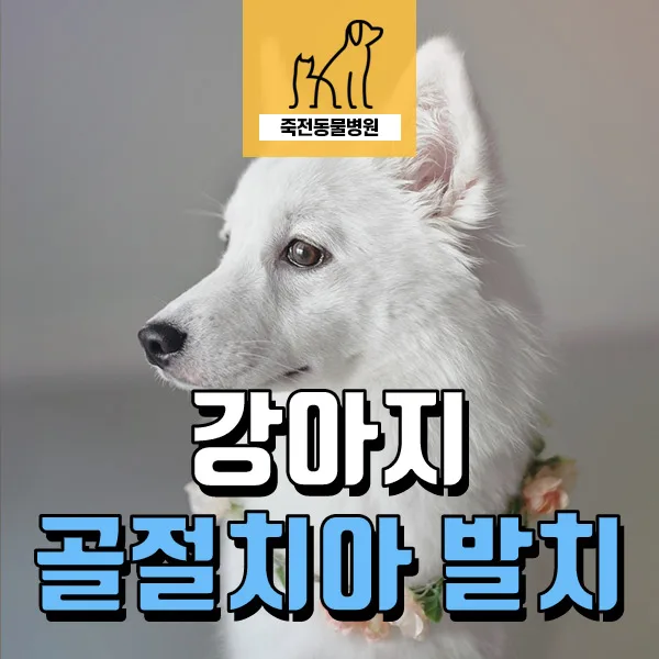 강아지 치아 골절, 발치 수술 필요한 경우와 예방법 2026