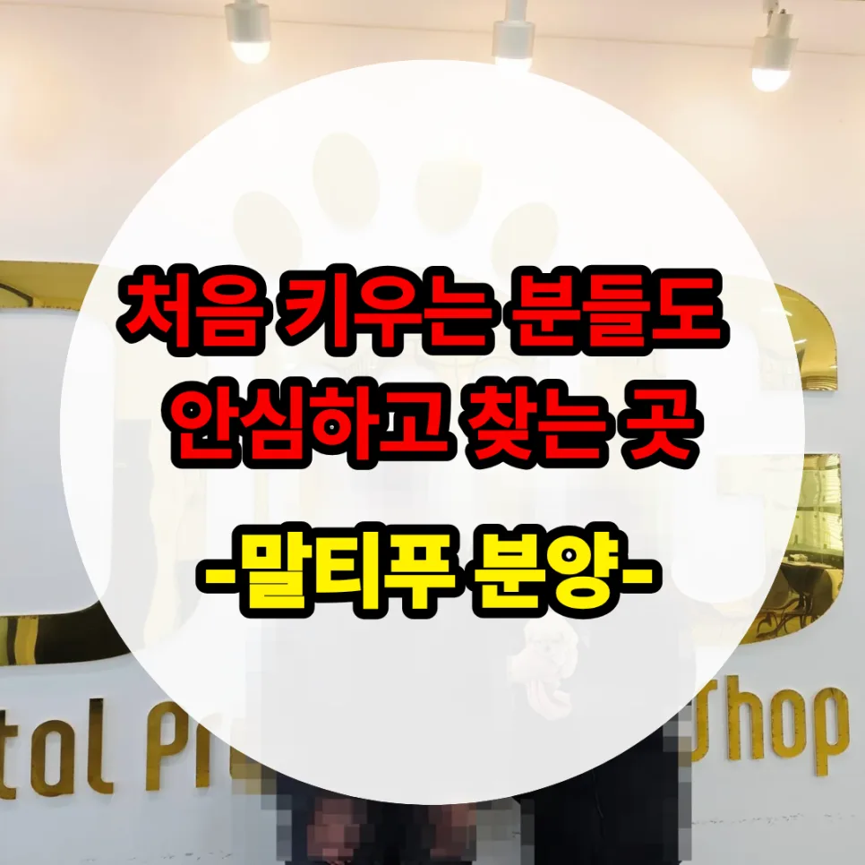 말티푸 분양, 초보 부부도 성공하는 비결 2026