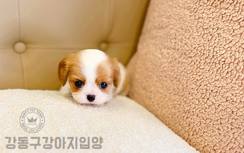 강동구 강아지 입양 2026: 건강한 반려견 찾는 3가지 핵심 기준 3