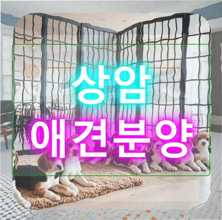 강아지 첫 여행, 멀미·코골이 해결책 2026년 총정리