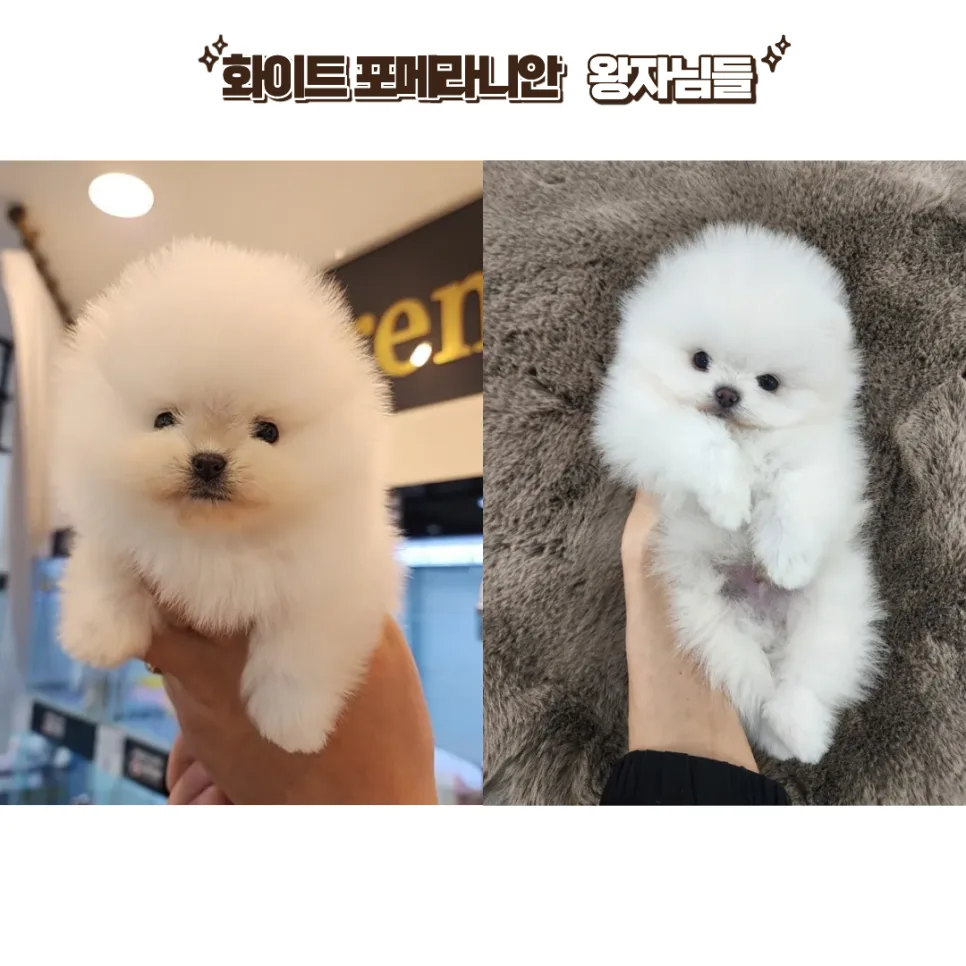 Pomeranian Puppies for Sale 2026: Your Guide to Purebred Adoption