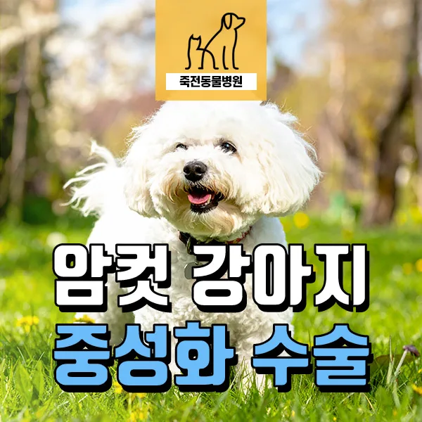 암컷 강아지 중성화 시기 및 발정 증상 완벽 정리 2026