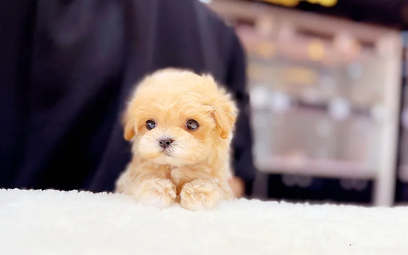 Maltipoo Puppy Adoption Guide 2026: Choosing a Healthy Dog 2