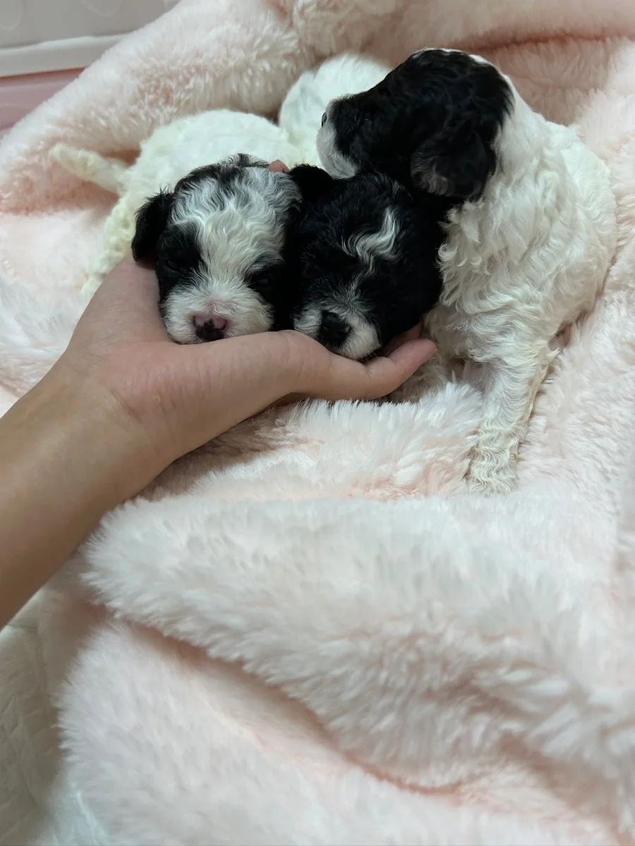 실버파티푸들 분양 2026: 크림이의 특별한 매력 파헤치기