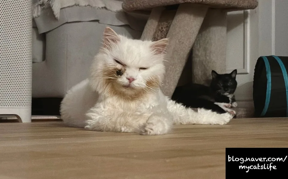 아픈 고양이 돌보기 2026: 투병 노하우와 보조제 정보 총정리